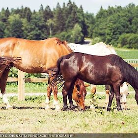 Prehrana konj - predavanje dr. vet. med. Staneta Kneza