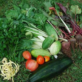 Od setve do okusnih pridelkov v domačem zelenjavnem vrtu