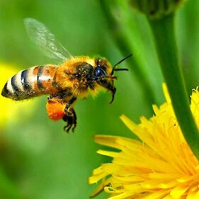 Predavanje "Zakonodaja in obvezna dokumentacija v čebelarstvu"