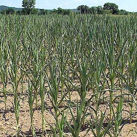 Kmetijska suša se zaostruje, najhuje na jugovzhodu