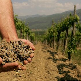 Suša v belokranjskih vinogradih