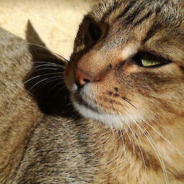 Vita Šuštarič – Mr. Cat