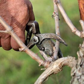 Prikaz rezi vinske trte in predavanje Spomladansko vzdrževanje vinograda