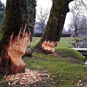 Bobri podirajo drevesa ob Kolpi v Vinici