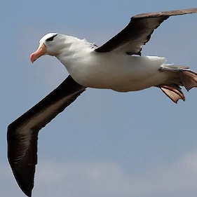 Kaj pa, če je vse res? V Oberstdorfu je skakalca med letenjem zbil ptič albatros!