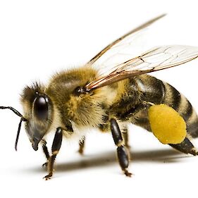 Ciciban in čebela