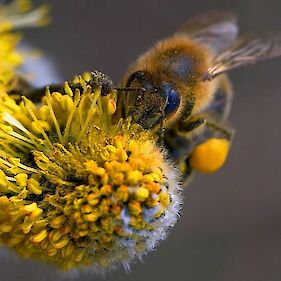 20. maj - svetovni dan čebel