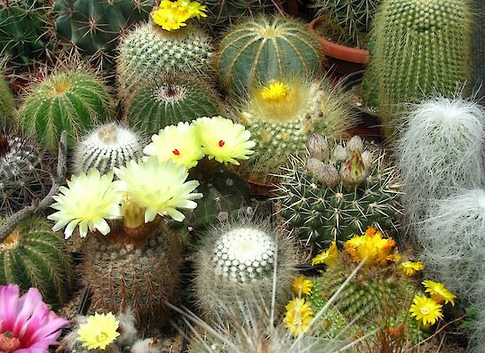 Izmenjava in presajanje kaktusov