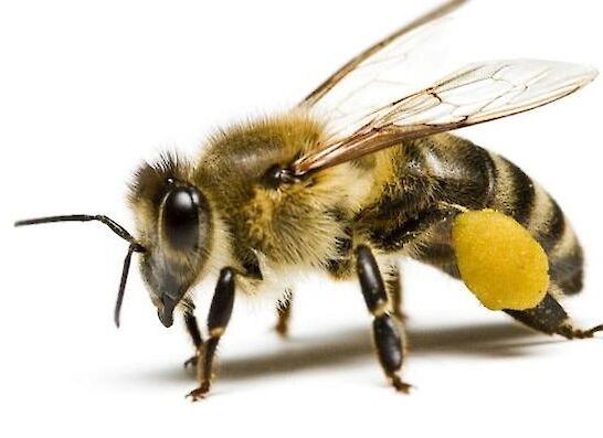 Zbiranje prijav za čebelarske tečaje
