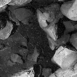 Črna človeška ribica fotografirana z infrardečo kamero danes zjutraj (02:40) na Jelševniku, foto: Tular