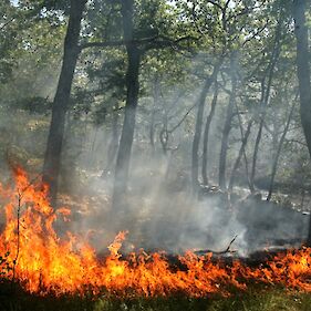 Gozdni požar požar blizu Črnomlja