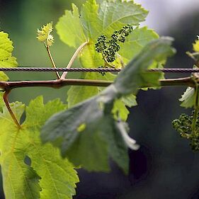 Aktualne bolezni in zaščita vinske trte