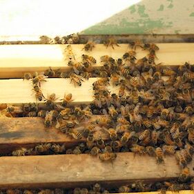 Težko leto za slovenske čebelarje: izpad medu bo več kot 60-odstoten