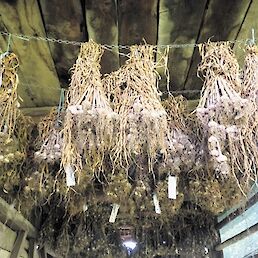 S stropa domačega skednja visijo suhi šopi česna, tudi sort, ki jih še ni sadil.