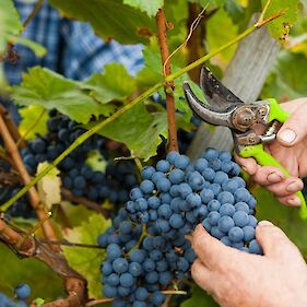 Spremljanje dozorevanja grozdja