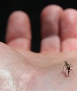 Živali niso samo živa bitja, ampak tudi čuteča bitja: ''Tut' komar more živeti! Če pride 16 x na noč, je pa že zloben!''