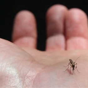 Živali niso samo živa bitja, ampak tudi čuteča bitja: ''Tut' komar more živeti! Če pride 16 x na noč, je pa že zloben!''