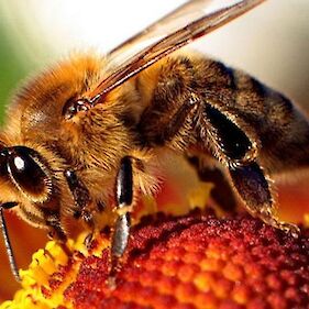 Predavanje - Smernice dobrih higienskih navad v čebelarstvu