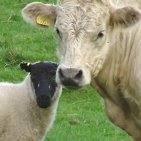 Cepljenje drobnice in goveda