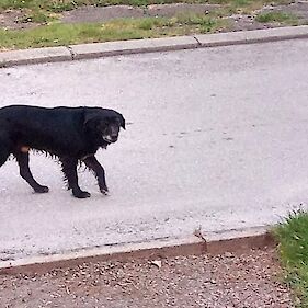 Črn pes se potika v okolici Čardaka