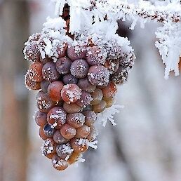 Prezrelo grozdje z žlahtno gnilobo, ki zamrzne, je primerno za pridelavo ledenega vina.