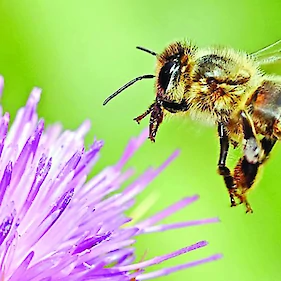 Že tretjič svetovni dan čebel