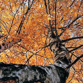 V vsakem letnem času najlepša – belokranjska breza