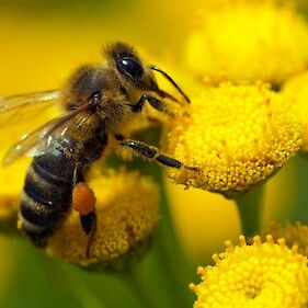 Dr.Agoš: Miti i resnice o čebelah