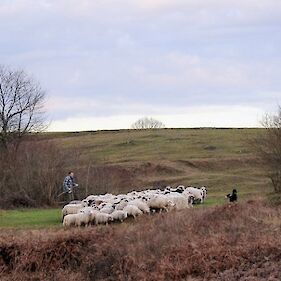 Na vuzemsko nedeljo puščajo se ovce na njive ...