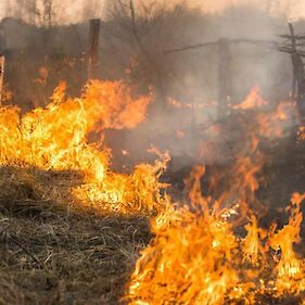 Travniška požara pri Dobličah in Trnovcu