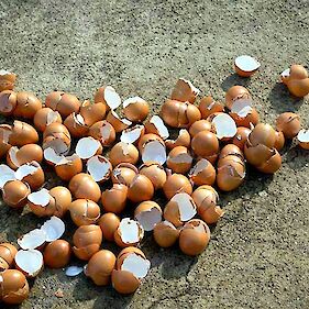 Jajčne lupine