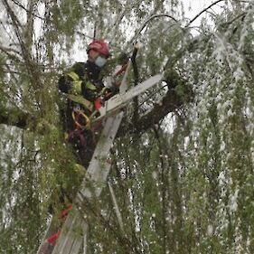 Gasilci obžagali drevo pri šoli