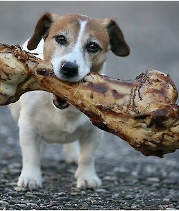 Ali psi res ne smejo jesti kosti?