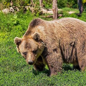 Letos več konfliktov z medvedi kot lani