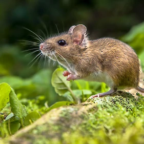 Porast mišje mrzlice v Sloveniji