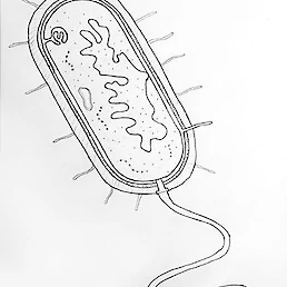Slika 2: Splošni prikaz bakterijske celice