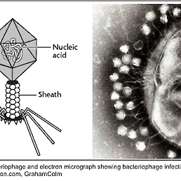 Slika 3: Prikaz bakteriofaga in elektronska slika fagov, ki inficirajo gostiteljsko celico (npr. bakterijo)
