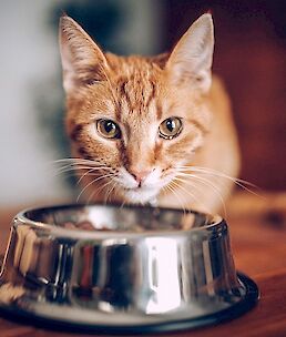 Zakaj mačke ne marajo jesti iz "globokih posodic"?