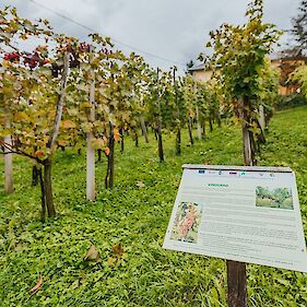 Prikaz rezi vinske trte in predavanje na temo spomladanska zaščita vinske trte
