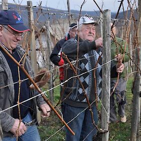 Vinceče - vinogradniški praznik