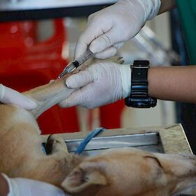 Sofinanciranje sterilizacije in kastracije lastniških mačk in psov