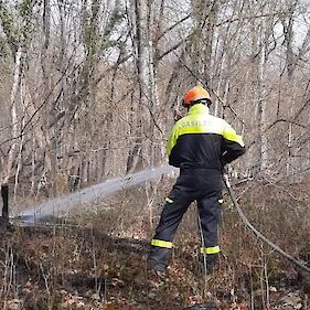 FOTO: Zagorelo v gozdu