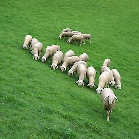 22. Razstava ovc in koz