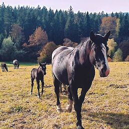 Nekaj mladih konj bodo izšolali za terensko jahanje, ki ga bodo ponudili gostom, ko se bodo začeli ukvarjati s turizmom na kmetiji.Foto: Arhiv kmetije Malerič