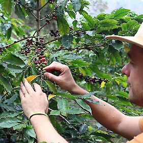 Belokranjec na lovu za najboljšo kavo v Braziliji