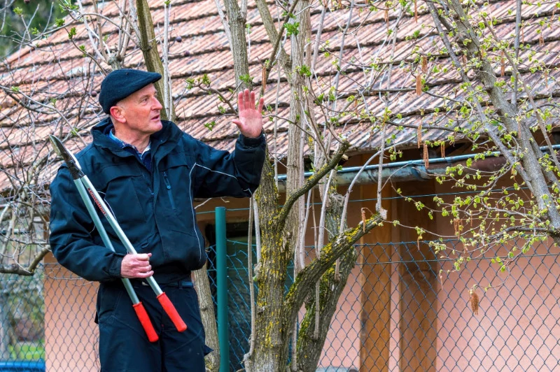 V Semiču bo pod vodstvom Janeza Gačnika potekal prikaz obrezovanja sadnega drevja. Foto: Uroš Novina