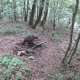Lovci opozarjajo na medvedko z mladiči