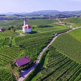 Belokranjske vinske gorice vse manj vinske