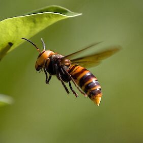 Huda gniloba čebelje zalege in azijski sršen, predavanje