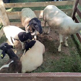 29. razstava ovc in koz ter revija ovčarskih psov v Semiču